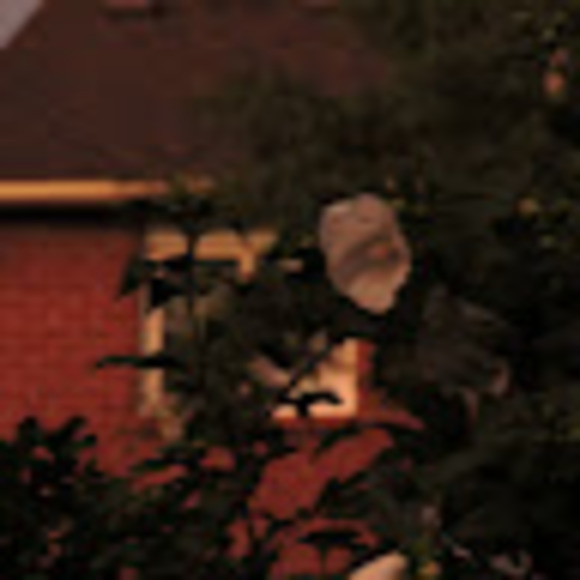 Meet your Posher, Charlize - Picture 1 of 1